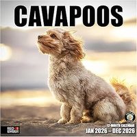 Cavapoo 2026 Calendar