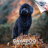 Cavapoo 2026 Calendar