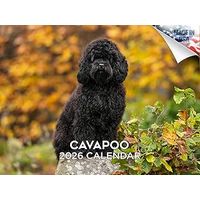 Cavapoo 2026 Calendar
