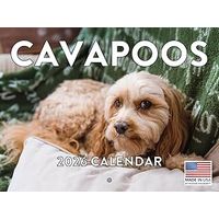 Cavapoo 2026 Calendar