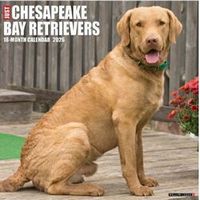 Chesapeake Bay Retriever Calendars