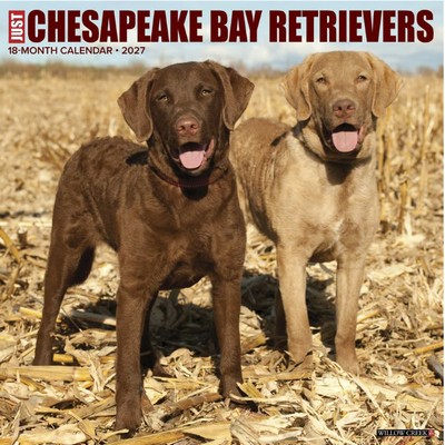 Chesapeake Bay Retriever 2027 Calendar