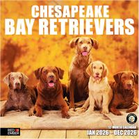 Chesapeake Bay Retriever 2026 Calendar