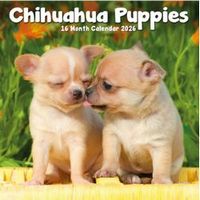 Chihuahua Puppies Calendars