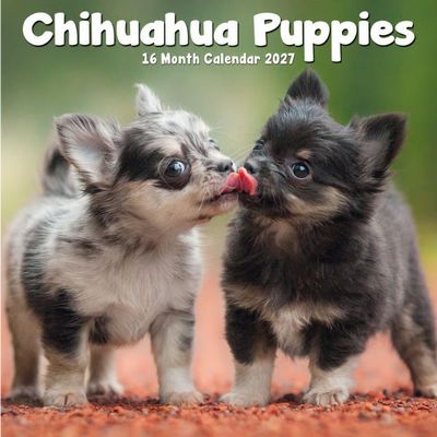 Chihuahua Puppies 2027 Mini Wall Calendar