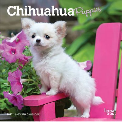Chihuahua Puppies 2027 Mini Wall Calendar