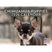 Chihuahuas Puppies 2026 Calendar
