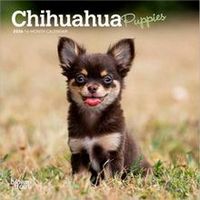 Chihuahuas Puppies 2026 Calendar