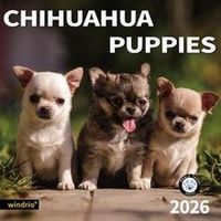 Chihuahua Puppies 2026 Calendar