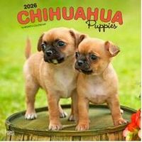 Chihuahuas Puppies 2026 Calendar