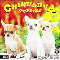 Chihuahuas Puppies 2026 Calendar