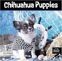 Chihuahuas Puppies 2026 Calendar