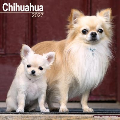 Chihuahuas 2027 Wall Calendar