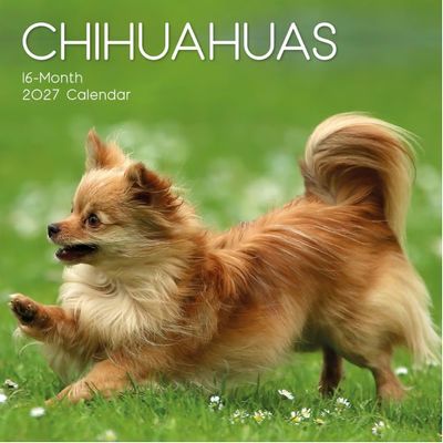 Chihuahuas 2027 Wall Calendar