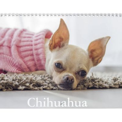 Chihuahuas 2027 Wall Calendar