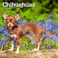 Chihuahuas 2026 Calendar