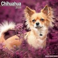 Chihuahuas 2026 Wall Calendar