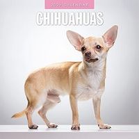 Chihuahuas 2026 Wall Calendar