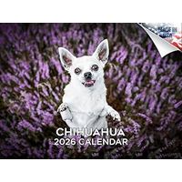 Chihuahuas 2026 Wall Calendar