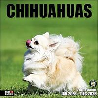 Chihuahuas 2026 Wall Calendar
