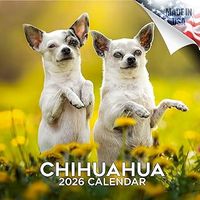 Chihuahuas 2026 Wall Calendar