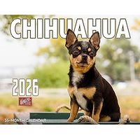 Chihuahuas 2026 Wall Calendar
