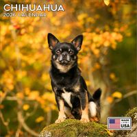 Chihuahuas 2026 Wall Calendar