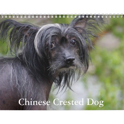Chinese Crested Dog 2027 Calendar