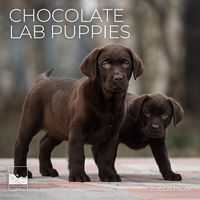 Chocolate Lab Puppies 2026 Calendar
