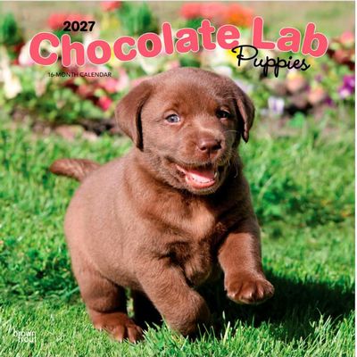 Chocolate Lab Puppies 2027 Wall Calendar