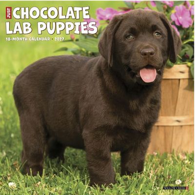 Chocolate Lab Puppies 2027 Wall Calendar