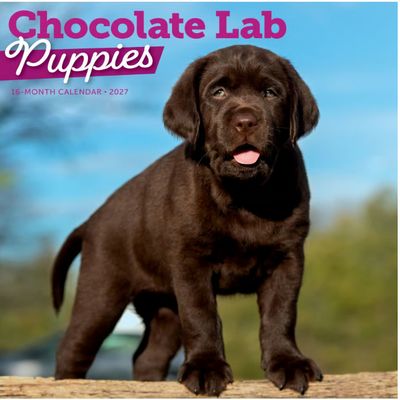 Chocolate Lab Puppies 2027 Wall Calendar