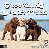 Chocolate Lab Puppies 2026 Calendar