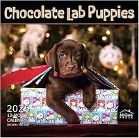 Chocolate Lab Puppies 2026 Calendar