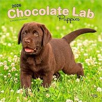 Chocolate Lab Puppies 2026 Calendar
