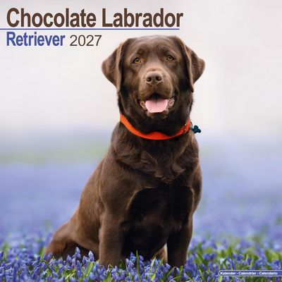 Chocolate Labs 2027 Calendar