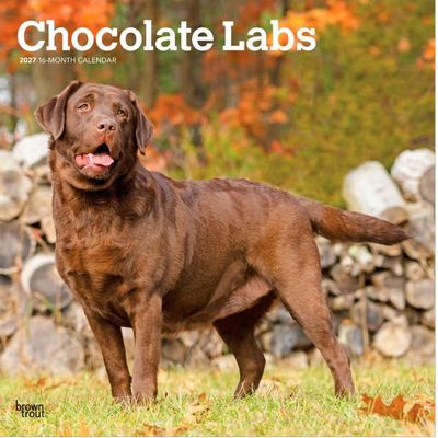 Chocolate Labs 2027 Calendar