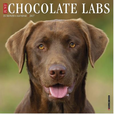 Chocolate Labs 2027 Calendar