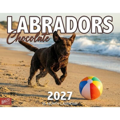 Chocolate Labradors 2027 Calendar
