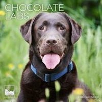 Chocolate Labs 2026 Calendar