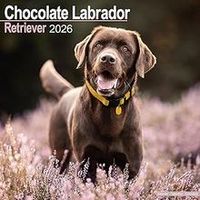 Chocolate Labrador Retriever Calendars