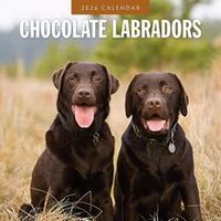 Chocolate Labs 2026 Calendar