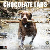 Chocolate Labs 2026 Calendar