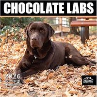 Chocolate Labs 2026 Calendar