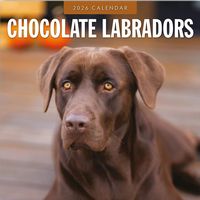 Chocolate Labs 2026 Calendar