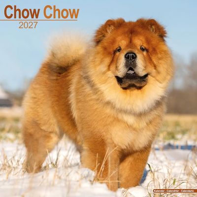 Chow Chows 2027 Calendar