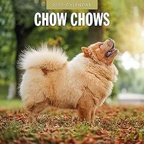 Chow Chows 2026 Calendar
