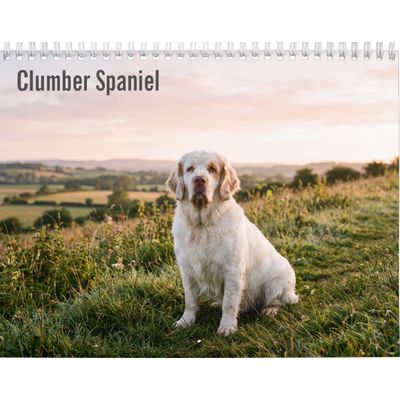 Clumber Spaniel 2027 Wall Calendar
