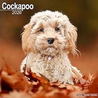 Cockapoo Calendars