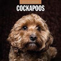 Cockapoo 2026 Calendar